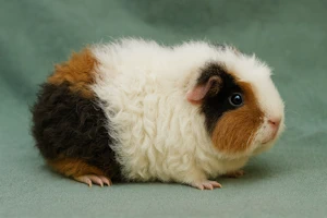 KI generiert Curly Meerschweinchen